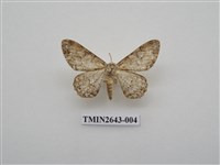 藏品(尺蛾172)的圖片